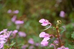 Impatiens fasciculata